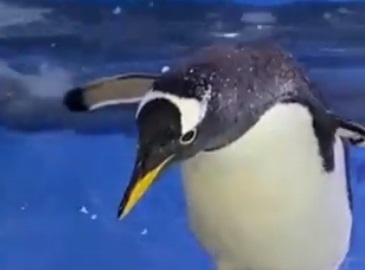 pafhghhg1.jpg